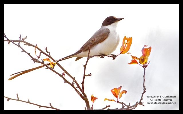 Fork-tailed Flycatcher - Cove Island Wildlife Sanctuary, Stamford CT