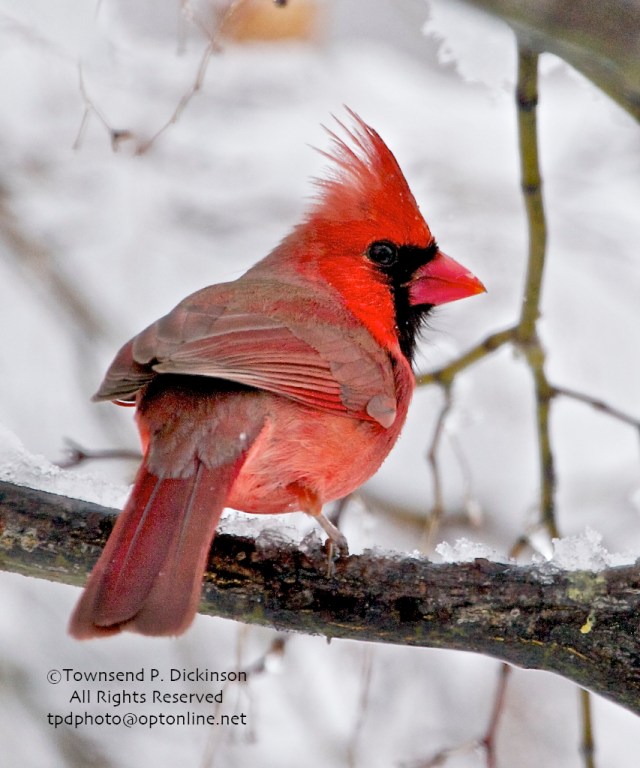 Northern Cardinal, Winter snow storm, Norwalk, CT. ©Townsend P. Dickinson. All Rights Reserved.