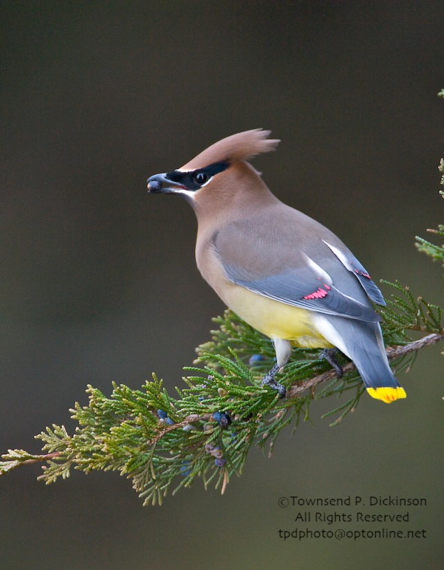 Cedar Waxwing, with Juniper berry, winter, migrant, Hamonassett SP, Madison, CT. ©Townsend P. Dickinson. All Rights Reserved.