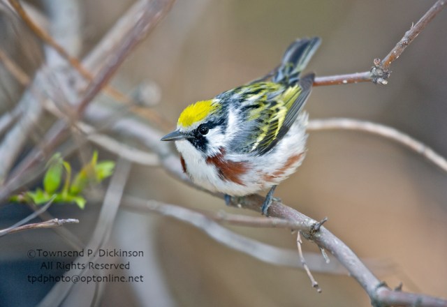 Celebrating Spring Wood Warblers | KymryGroup