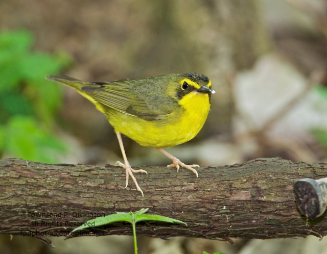 Celebrating Spring Wood Warblers