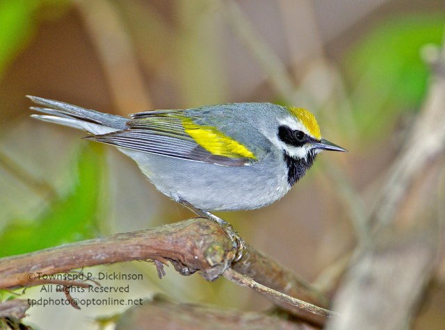 Celebrating Spring Wood Warbler