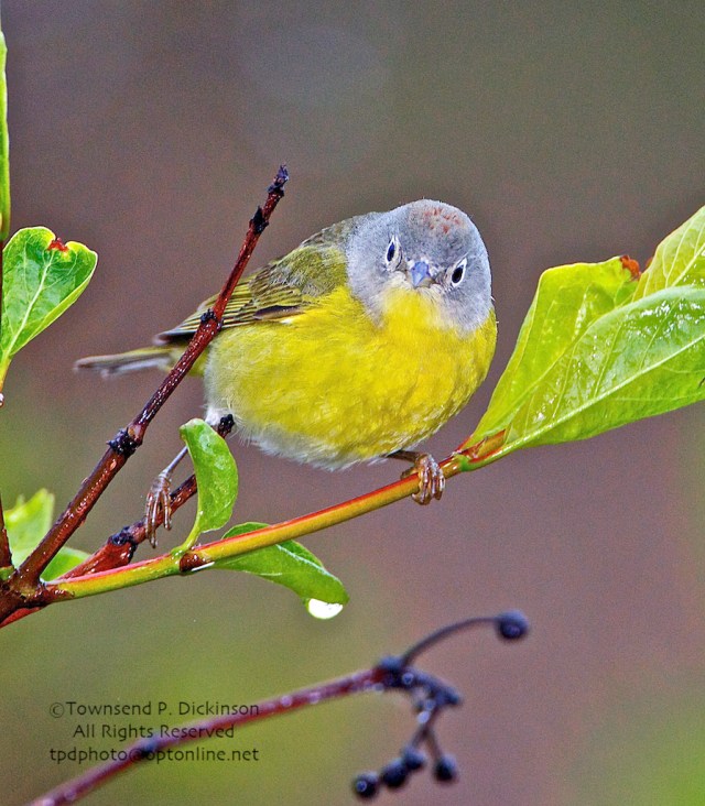 Celebrating Spring Wood Warblers