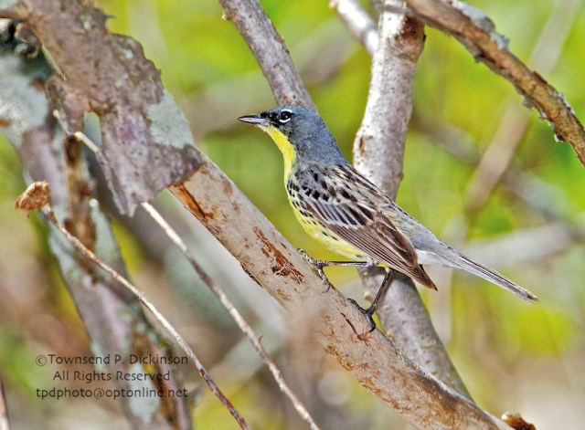 Celebrating Spring Wood Warblers