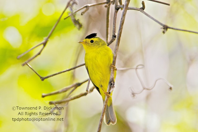 Celebrating Spring Wood Warblers
