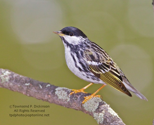 Celebrating Spring Wood Warblers