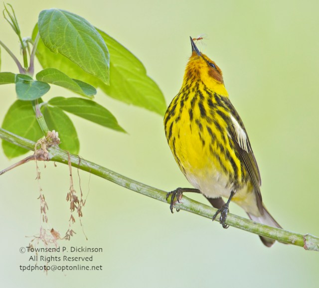 Celebrating Spring Wood Warblers