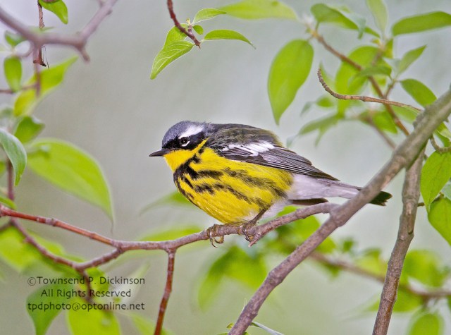 Celebrating Spring Wood Warblers | KymryGroup