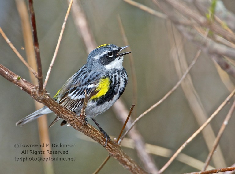 Celebrating Spring Wood Warblers | KymryGroup
