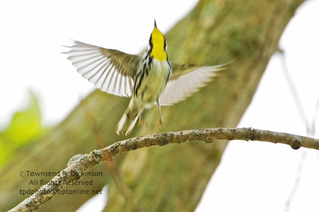 Celebrating Spring Wood Warblers | KymryGroup