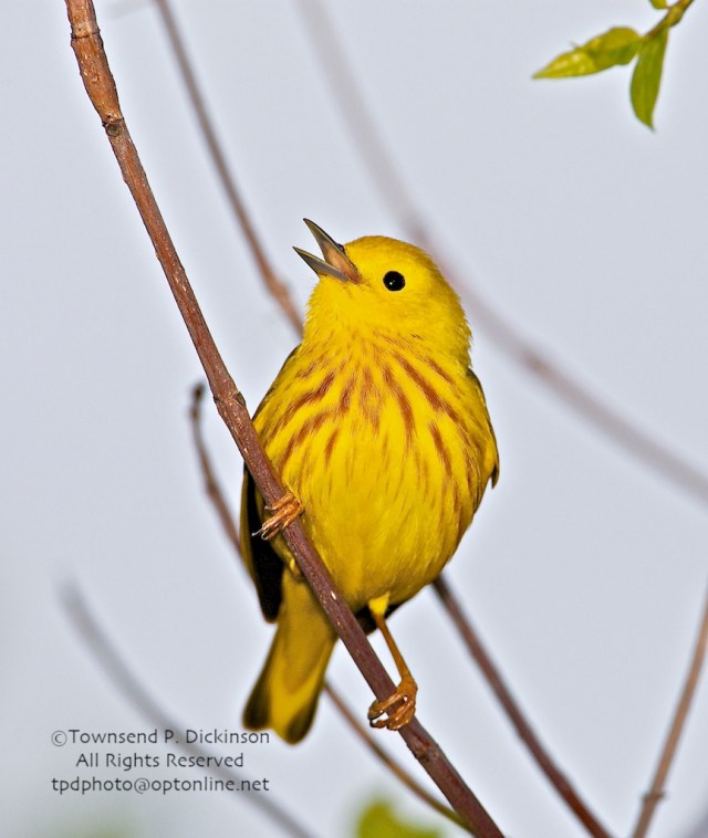 Celebrating Spring Wood Warblers