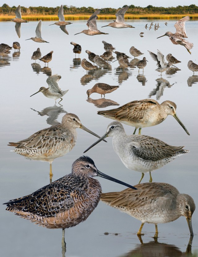 Long-billed Dowitcher