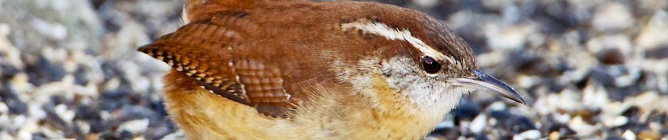 Carolina Wren, foraging on snow, winter, backyard, Sterling, CT @Townsend P. Dickinson All Rights Reserved.