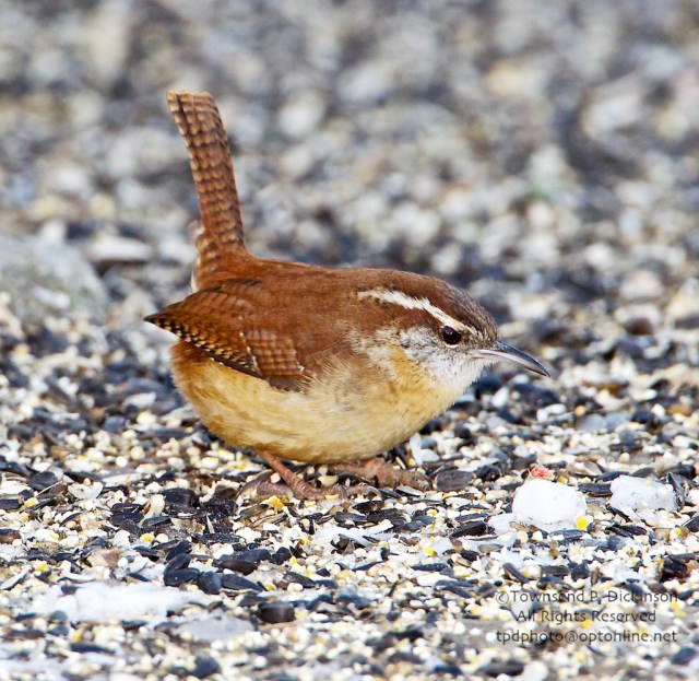 Carolina Wren, foraging on snow, winter, backyard, Sterling, CT @Townsend P. Dickinson All Rights Reserved.