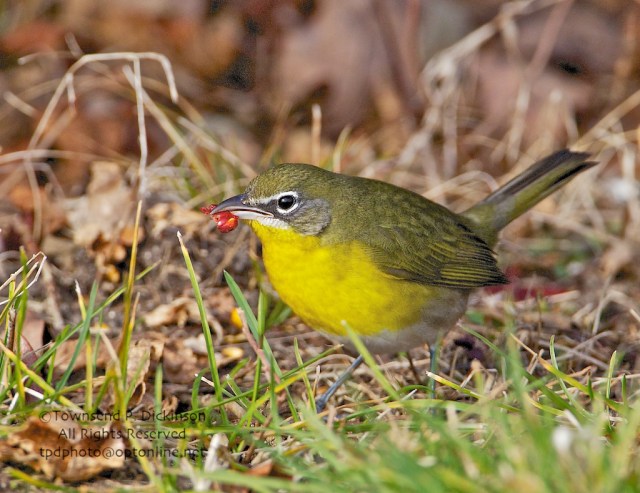 Yellow-breasted Chat, fall, Hammonassett SP, Madison, CT with Bittersweet berry in mouth. ©Townsend P. Dickinson All Rights Reserved.