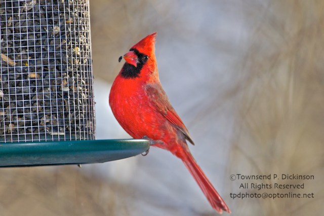 Northern Cardinal, winter, backyard, Sterling, CT ©Townsend P. Dickinson. All Rights Reserved.