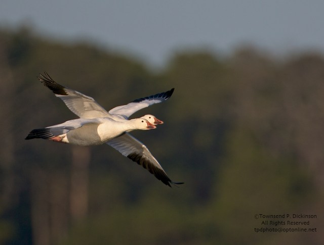 Snow Geese, fall, Chincoteague NWR, Chincoteague, VA.  ©Townsend P. Dickinson. All Rights Reserved.