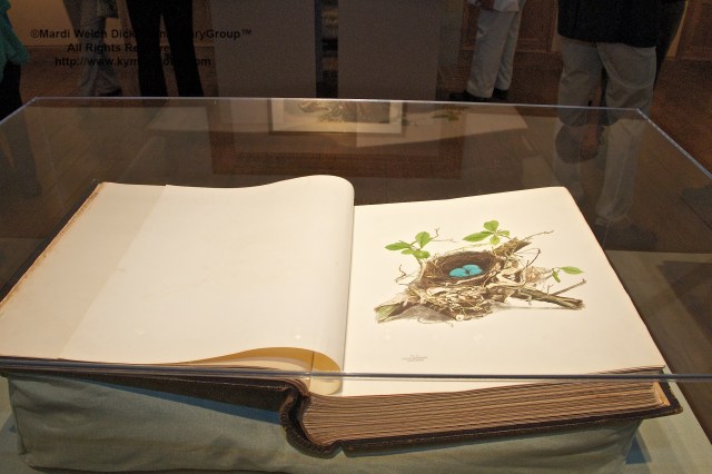 Howard Jones’ personal copy of Illustrations of the Nests and Eggs of Birds of Ohio, Mass Audubon Collection, anonymous gift, 2012. Nests, Eggs, Heartbreak & Beauty exhibition, opening reception and book signing, Museum of American Bird Art at Mass Audubon, ©Mardi Welch Dickinson/Kymry Group. All Rights Reserved.