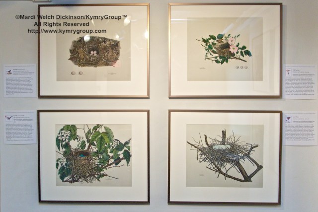 Nests, Eggs, Heartbreak & Beauty exhibition, opening reception and book signing, Museum of American Bird Art at Mass Audubon. ©Mardi Welch Dickinson/Kymry Group. All Rights Reserved.