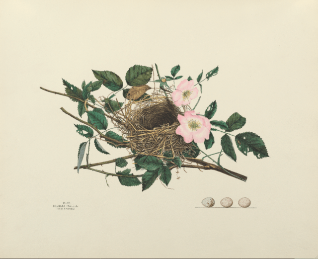 Field-Sparrow Nest by Virginia Jones of Nests and Eggs of Birds of Ohio. Courtesy of the Smithsonian Institution Libraries, Washington DC. Nests, Eggs, Heartbreak & Beauty exhibition, opening reception and book signing, Museum of American Bird Art at Mass Audubon, ©Mardi Welch Dickinson/Kymry Group. All Rights Reserved.