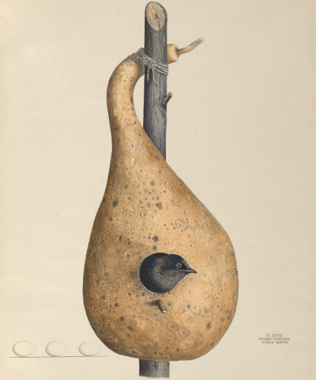 Purple Martin Illustrated by Virginia Jones of Nests and Eggs of Birds of Ohio. Courtesy of the Smithsonian Institution Libraries, Washington DC. Nests, Eggs, Heartbreak & Beauty exhibition, opening reception and book signing, Museum of American Bird Art at Mass Audubon on September 29, 2012.