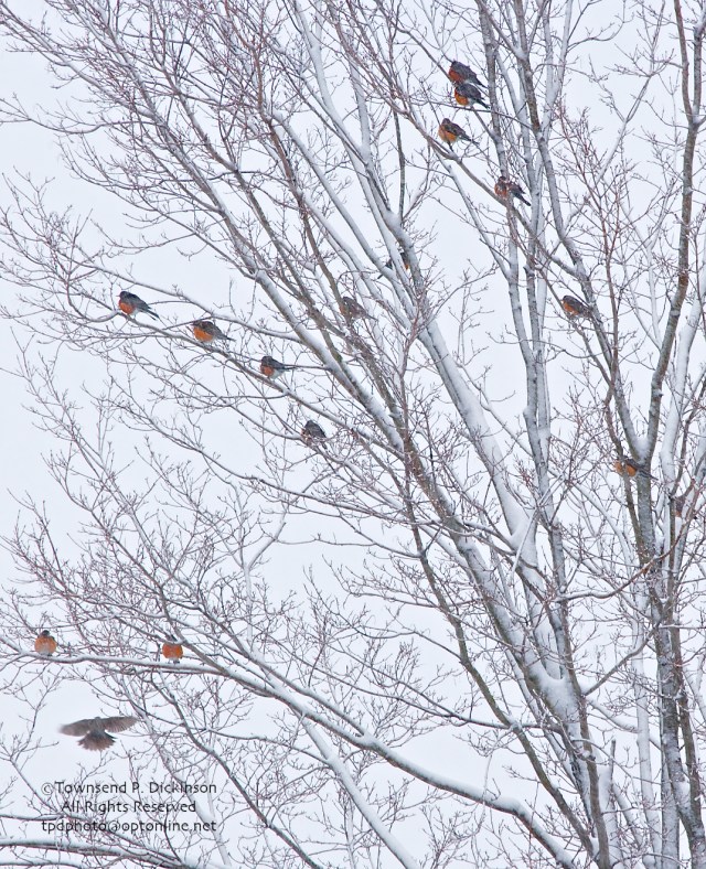 Flock of Robin's. Rresidental backyard. @Townsend P. Dickinson. All Rights Reserved.