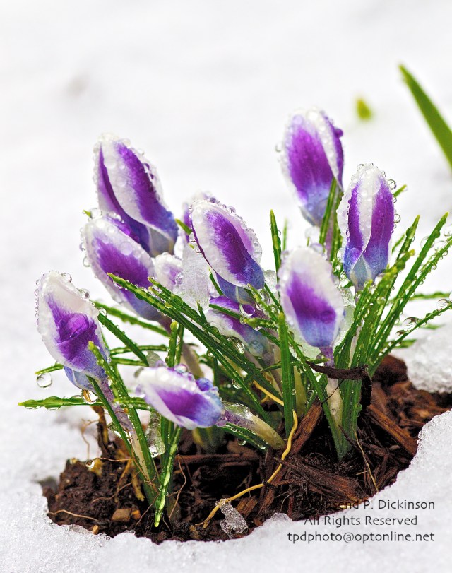 Crocus through Snow, Norwalk, CT. ©Townsend P. Dickinson. All Rights Reserved.