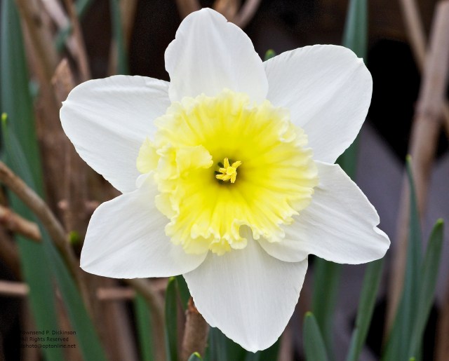 Daffodil Flower, Norwalk, CT. ©Townsend P. Dickinson. All Rights Reserved.