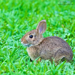 Cottontail Rabbit, juvenile, residental backyard. @Townsend P. Dickinson. All Rights Reserved. wwwkymrygroup.com