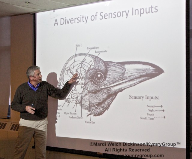 John Marzluff, Author, Gifts of the Crow. Presentation at the New York Public Library, Mid-Manhattan. New York, New York on April 2, 2013. ©Mardi Welch Dickinson/Kymry Group. All Rights Reserved.
