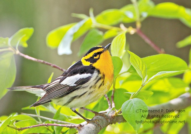 Blackburnian Warbler (Dendroica fusca) male, spring migrant, foraging in forest along Lake Erie, viewed from boardwalk at Magee Marsh Wildlife Area, Oak Harbor, Ohio. ©Townsend P. Dickinson. All Rights Reserved.