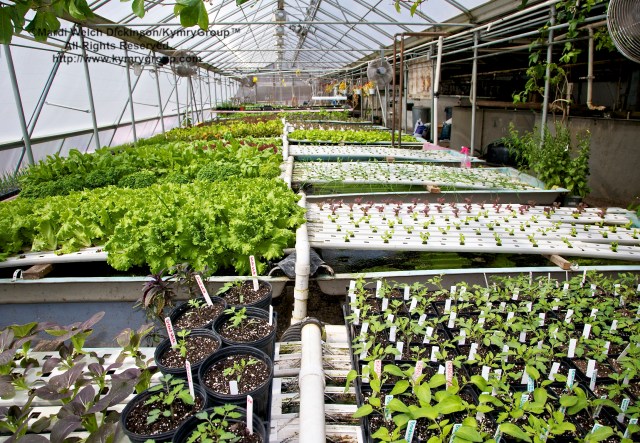 Cabbage Hill Farm, Aquaponics green house. Chef Farm Tour & Luncheon, Slow Food Metro North on April 15, 2013. ©Mardi Welch Dickinson/KymryGroup™. All Rights Reserved.