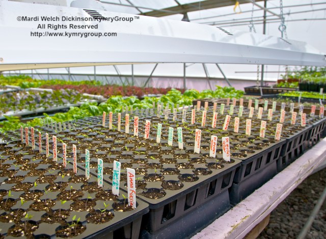 Cabbage Hill Farm, Aquaponics Greenhouse. Chef Farm Tour & amp; Luncheon, Slow Food Metro North, April 15, 2013. ©Mardi Welch Dickinson/KymryGroup™. All Rights Reserved.