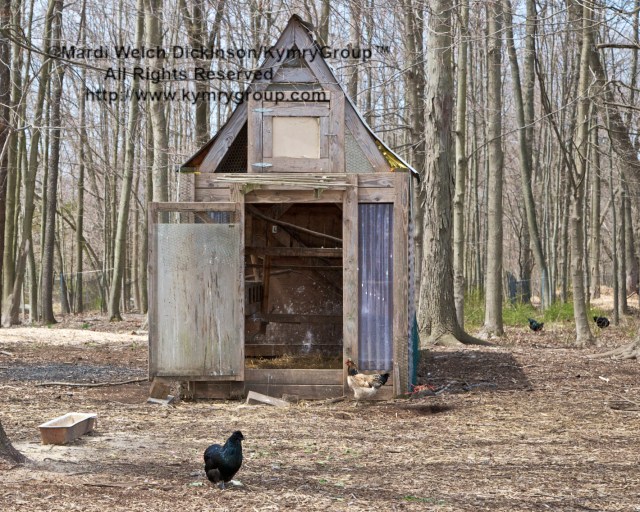Cabbage Hill Farm, Raised pastured bred Narragansett, Bourbon Red and Maran Chickens around nearby Chicken Coop. Chef Farm Tour & Luncheon. Slow Food Metro North on April 15, 2013. ©Mardi Welch Dickinson/KymryGroup™ All Rights Reserved.