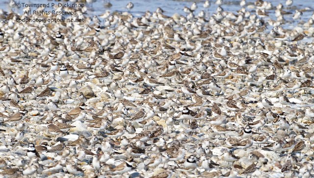 Large mixed flock of Sandpipers and Plovers roosting on sandbar, fall migrants, Long Island Sound, Milford Point, CT. Townsend P. Dickinson All Rights Reserved. tpdphoto@optonline.net