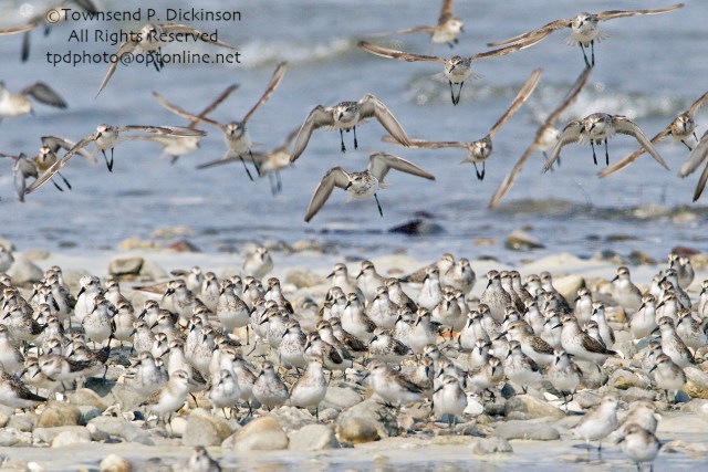 Mixed flock of Sandpipers and Sanderlings in flight over roost site on bar above tide line, fall migrants, Long Island Sound, Milford Point, CT. ©Townsend P. Dickinson All Rights Reserved. 