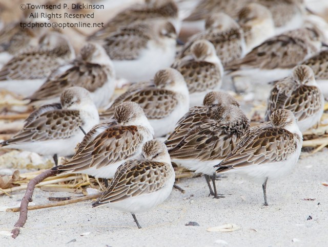 Sandpipers at rest, fall migrant, intertidal zone, Long Island Sound, Milford Point, CT. ©Townsend P. Dickinson All Rights Reserved.