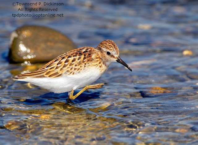Least Sandpiper, juvenile plumage, foraging, fall migration, late summer, Milford Point, Milford, CT. ©Townsend P. Dickinson. All Rights Reserved. 