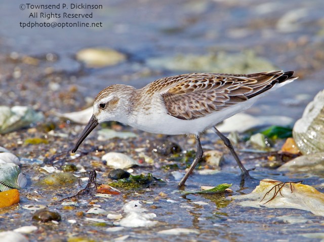 Western Sandpiper, juvenile plumage, foraging, fall migration, late summer, Milford Point, Milford, CT. ©Townsend P. Dickinson. All Rights Reserved. 
