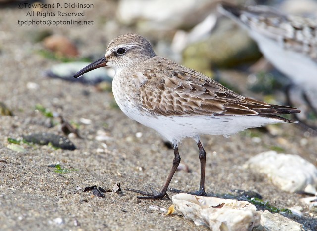 White-rumped Sandpiper, molting adult plumage, fall migrant, intertidal zone, Long Island Sound, Milford Point, CT. ©Townsend P. Dickinson. All Rights Reserved. 