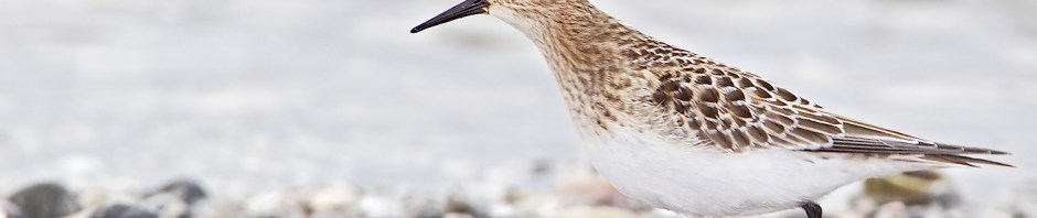 Baird's Sandpiper, adult, molting, fall migrant, foraging above intertidal zone, Long Island Sound, Milford Point, CT. ©Townsend P. Dickinson. All Rights Reserved.