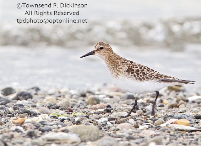 Baird's Sandpiper, adult, molting, fall migrant,  foraging above intertidal zone, Long Island Sound, Milford Point, CT. ©Townsend P. Dickinson. All Rights Reserved. 