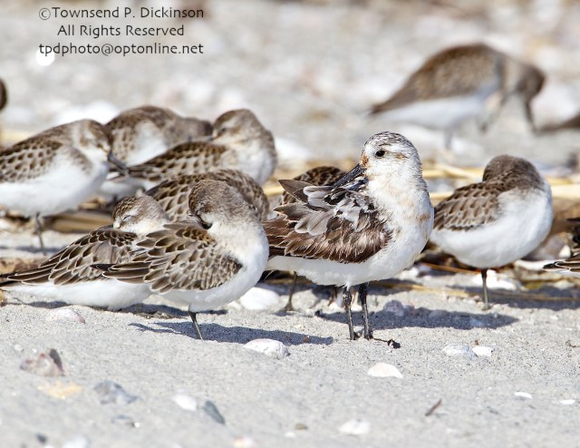 Sandlerling, fall migrant with Sandpipers at roost, Milford Point, CT ©Townsend P. Dickinson. All Rights Reserved. 