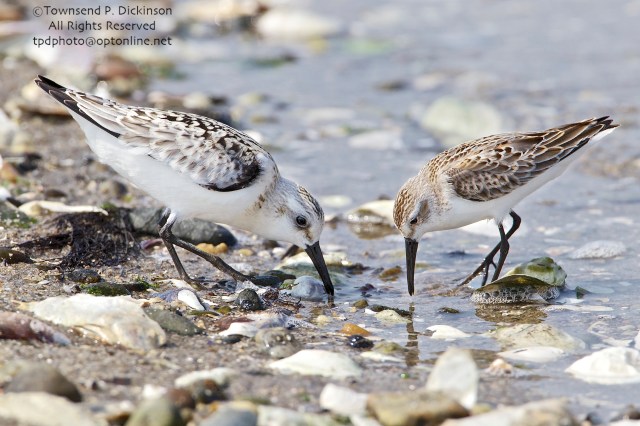 Sanderling (l.) and Western Sandpiper (r.), foraging on fall migration, late summer, Milford Point, Milford, CT. ©Townsend P. Dickinson. All Rights Reserved. 