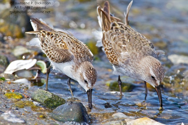 Western Sandpiper (l.) and White-rumped Sandpiper (r.), foraging on fall migration, late summer, Milford Point, Milford, CT. ©Townsend P. Dickinson. All Rights Reserved. 