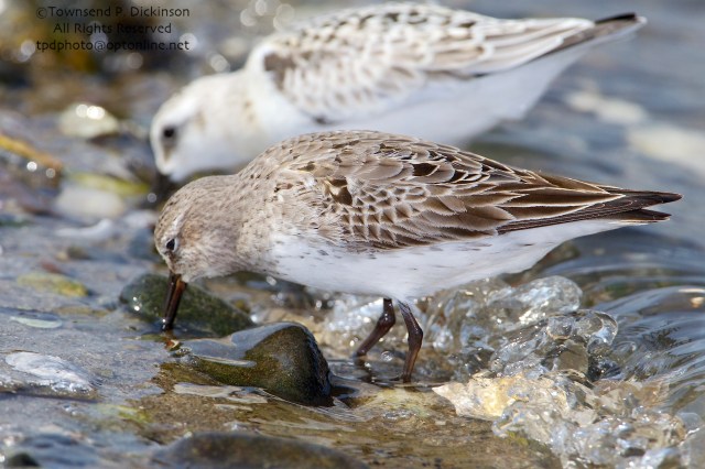 White-rumped Sandpiper, molting adult plumage, front, Sanderling rear, fall migrants, foraging, intertidal zone, Long Island Sound, Milford Point, CT. ©Townsend P. Dickinson. All Rights Reserved. 