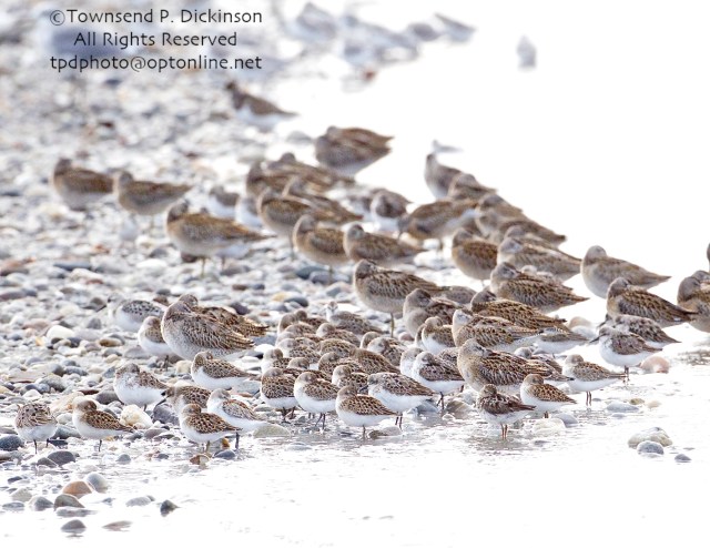 Shorebirds, 6 mixed species, Ruddy Turnstone, Short-billed Dowitchers, Sanderling. Least, Semipalmated and Western Sandpipers roosting. fall migration, late summer, Milford Point, Milford, CT.©Townsend P. Dickinson. All Rights Reserved. 
