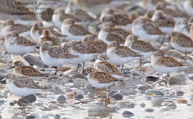 Semipalmated, Least (center front, with head up and bill visible) and Western Sandpipers, Short-billed Dowitchers in rear, roosting on fall migration, late summer, Milford Point, Milford, CT. ©Townsend P. Dickinson. All Rights Reserved. 