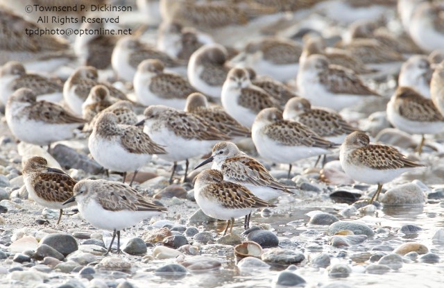 Semipalmated, Least and Western (center with head up and bill visible) Sandpipers, Short-billed Dowitchers in rear, roosting on fall migration, late summer, Milford Point, Milford, CT. ©Townsend P. Dickinson. All Rights Reserved. 
