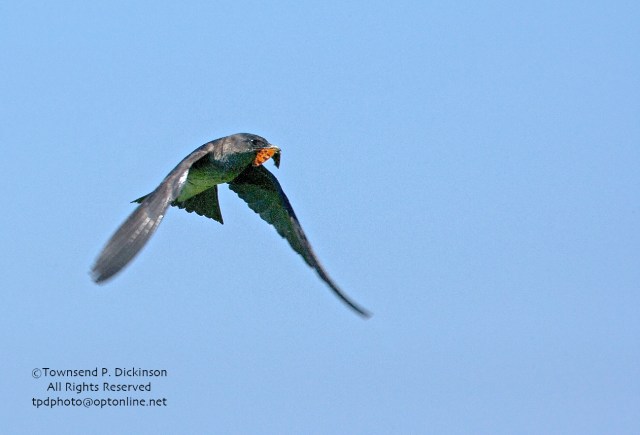 Purple Martin, female, brings butterfly (possibly Eastern Comma) back to nest for young, summer, Connecticut Audubon Society Coastal Center, Milford Point, CT. ©Townsend Dickinson. All Rights Reserved.